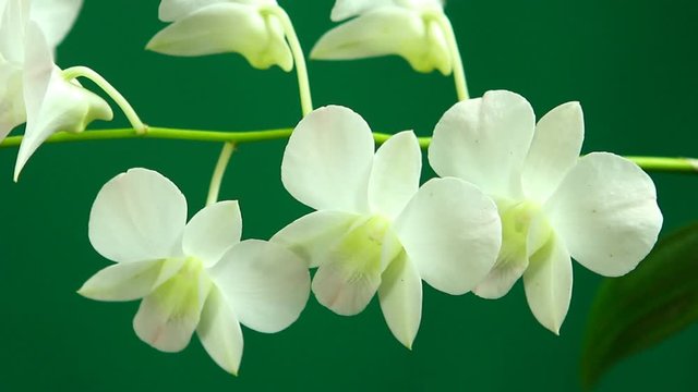 White Vanda orchid with green background , in studio Chiangmai Thailand