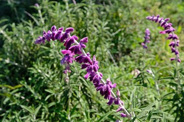 Beautiful flowers of English Lavender (Lavandula angustifolia) on the field under soft natural sunlight.