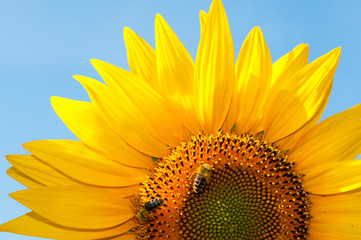 Naklejka premium bright sunflowers on a large field on a sunny day