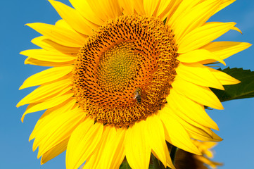 Naklejka premium bright sunflowers on a large field on a sunny day