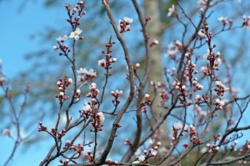 Branches of pink sakura having its flowers ready to bloom.