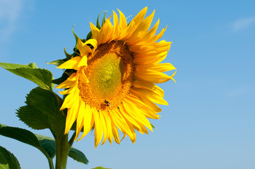 bright sunflowers on a large field on a sunny day