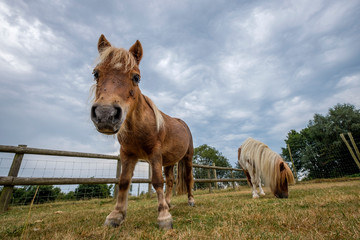 Shetland pony curious about camera being cute in Southern England