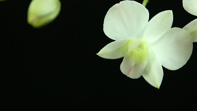White Vanda orchid with black background , in studio Chiangmai Thailand