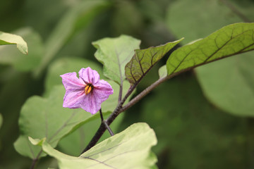 茄子の花