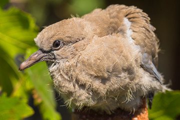 Wild pigeon chick. Eurasian collared dove (Streptopelia decaocto) is a dove species native to Europe and Asia. Streptopelia.