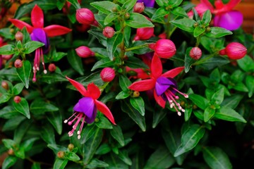 Colorful Fuchsia Magellanica (Fuchsia Hummingbird) having some blooming and soon-to-bloom flowers.