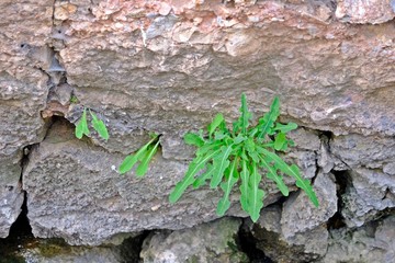 Small green plant growing on rock.