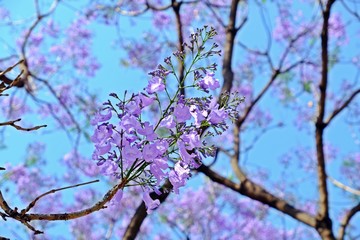 A bunch of beautiful Jacaranda obtusifolia (Green ebony, Jacaranda), dark purple bud flowers and blossom having blue sky as background.