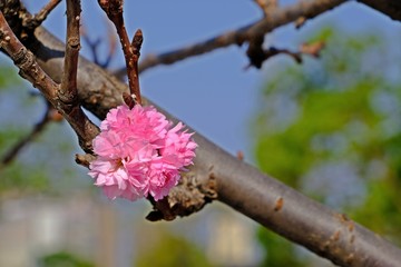 The full-bloom sakura remaining lonely on the tree. 