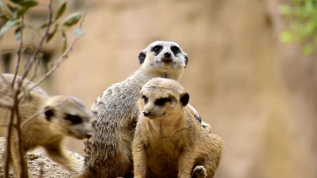 A flock of Meerkats or Suricates (Suricata suricatta) 