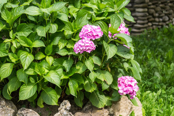 A blooming hydrangea bush in the garden.