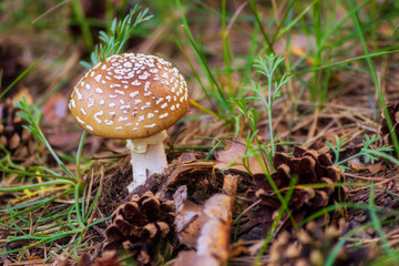 Gray flymore. Dangerous and poisonous mushroom. Poisonous forest mushrooms. Grey forest danger, poisonous.   