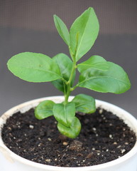 Zitronenbäumchen im Topf