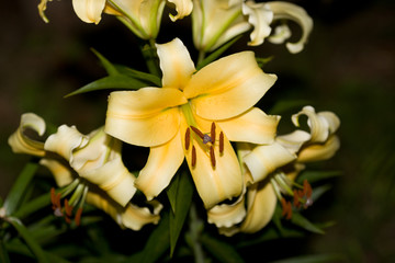 Fototapeta premium Flowering lily in the garden in the summer. Natural blurred background.
