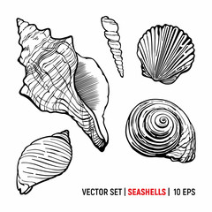 Seashells vector set isolated on white background. Ocean conch and shells illustration.