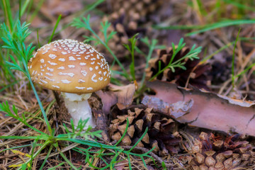 Gray flymore. Dangerous and poisonous mushroom. Poisonous forest mushrooms. Grey forest danger, poisonous.   