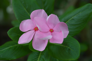 Pink Catharanthus flower from Central of Thailand