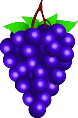A bunch of grapes! Vector