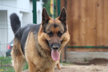 german shepherd dog