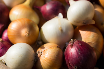 Multicolor onion. Harvest root crops. Red, yellow and white vegetable. Variegated bow - plant background.