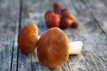 forest boletus on a wooden table