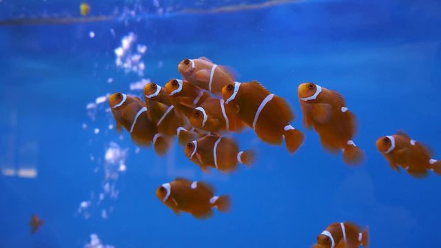 Video 4k of Spine cheek anemonefish (Premnas biaculeatus) in water