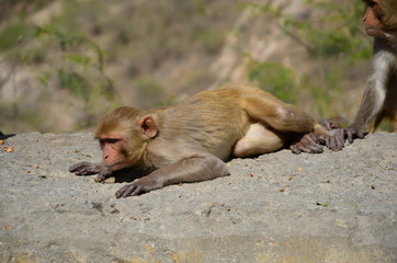 The monkey on the rock