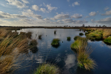 Moorlandschaft im Hohen Venn