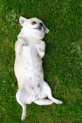 A small chihuahua dog lies on the grass.