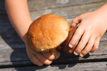 forest boletus on a wooden table and the child hands