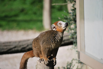 crowned lemur (Eulemur coronatus) ready