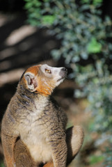 crowned lemur (Eulemur coronatus) look up