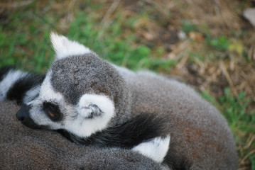 Ring-tailed lemur (Lemur catta) Family