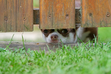 A chihuahua dog looks out from under the fence. Waiting for the owner.