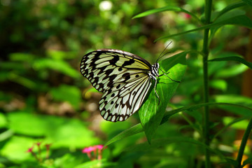 Tropical Black and White Butterfly Perching on Green Leaves in the Garden