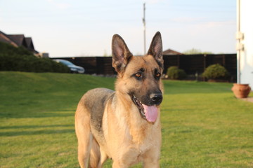 dog on the grass