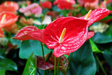 Beautiful Red Anthurium Flowers Blooming in the Garden - obrazy, fototapety, plakaty