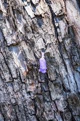 Fototapeta premium Macro closeup of Jacaranda flower on tree in Grafton during Jacaranda Festival, Australia