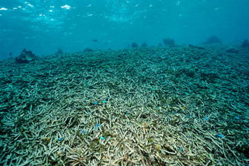 Fototapeta na wymiar Dead Acropora hard corals in a shallow reef Raja Ampat Indonesia.