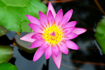 Beautiful Pink Waterlily Flower Blooming in the Pond