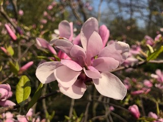 pink flowers in garden