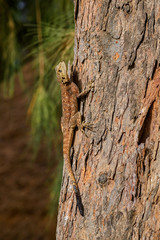 West African Rainbow Lizard - Agama africana, common typical garden lizard in West Africa, La Somone, Senegal.