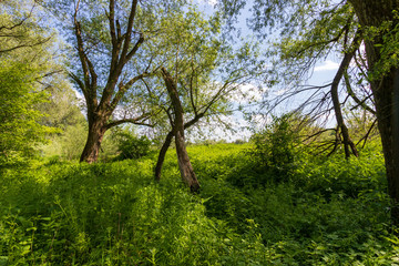 Thickets on the Vistula River near Krakow, Poland