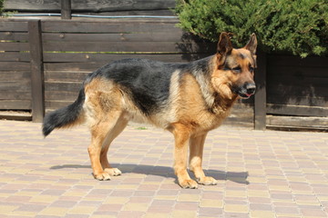 german shepherd dog