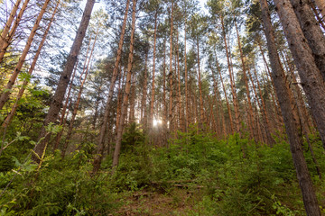 Pine forest. Slender row of trees