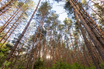 Pine forest. Slender row of trees