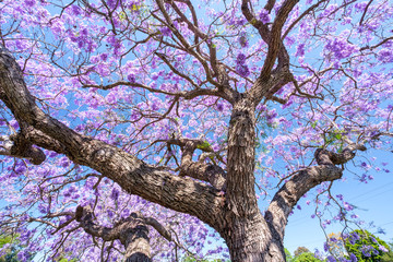 Jacaranda trees in full blossom in Grafton during spring and the Jacaranda festival, Australia