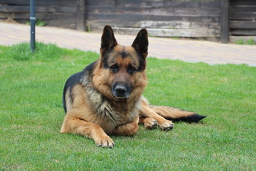 german shepherd dog on the grass