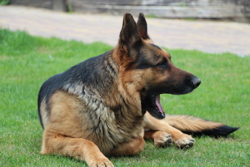 german shepherd dog